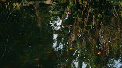 迷宫沼泽芬里尔—地球上最神秘的自然奇观