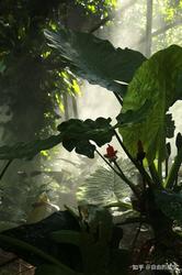 雨林中的水元素—自然界的光明之源
