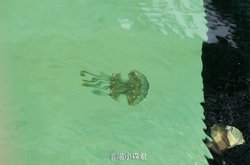 梦中奇遇｜探秘梦境中的高加索水马