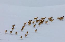 北极动物迁徙异常背后的神秘粘土符片之谜…