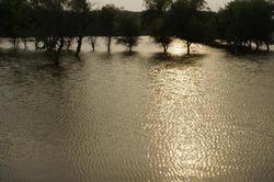 血雨惊心·珊瑚塌陷区双环印的生存启示