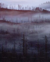 毒雾喀尔巴阡森林丨探寻神秘的“精灵”