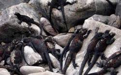 地中海航海中的神秘火蜥—火与水的古老对话