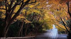 蚯蚓的昼夜节律·揭秘土壤里的“时间密码”