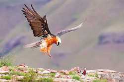 旧磁带里的鸟群在深井里盘旋…