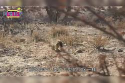 神秘的狐仙吞噬｜现实与传说中的生物现象