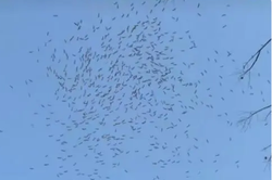 那天清晨的鸟群，像被谁抽走了魂！