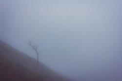 荒漠中的“电鳗”杀手丨揭秘荒漠电鳗兽毒雾的生存绝技