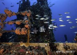 珊瑚世界崩塌丨那些失真的幻觉照片，揭示海洋生态的危机