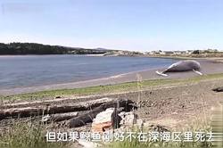 神秘磁异常带里的鲸鱼搁浅：胶片残卷里的惊魂时刻