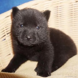 揭秘三头犬航路｜飞机为何偏爱这条“狗”走出来的捷径？