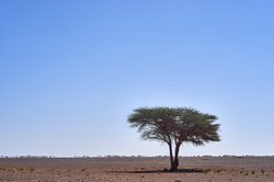 揭秘非洲天空中的神秘“白泽”｜它是谁？从何而来？