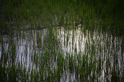 你以为沼泽只是湿漉漉的泥地？其实它藏着“土元素”的神秘力量？