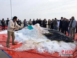 鲸落丨海洋深处的温柔告别与生命循环的奇迹