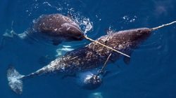 神秘北极之谜｜独角兽的远古传说与现代科学探索