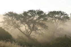 非洲的“雾灵”其实不是鬼，是大自然的呼吸…