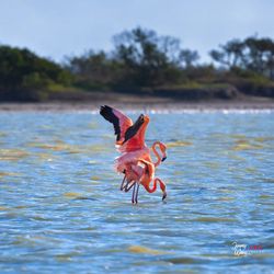 鹏鸟烈焰｜鸟类飞行中的神奇火焰