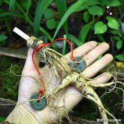 深山老林里的那个人参精！