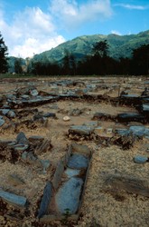 绿光骨骸残迹丨荒野中的诡异谜团