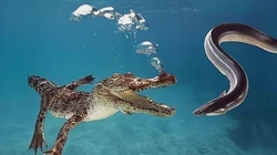 电鳗兽风暴—自然界中最强悍的“电流制造机”与它们的惊人能量