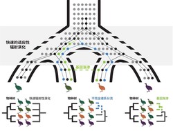 海洋之源：解密治愈大洋洲土元素的奥秘