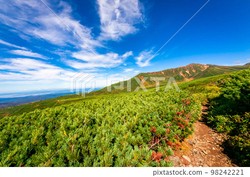 雪山天空树精·自然界的神秘存在