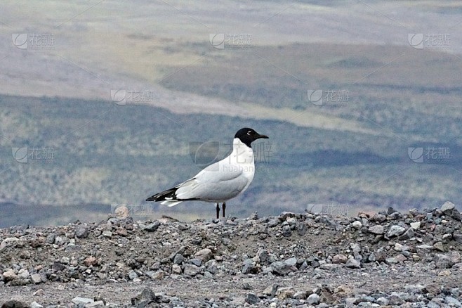 安第斯狮鹫日行｜天空中的“飞行巨兽”真的存在吗？