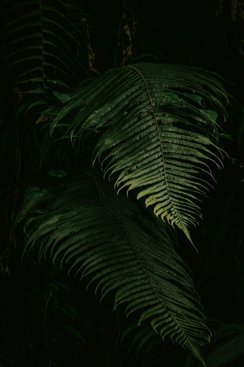 雨林中的“光明美杜莎”·大自然的隐秘之光如何照亮人类文明 雨林中的“光明美杜莎”·大自然的隐秘之光如何照亮人类文明