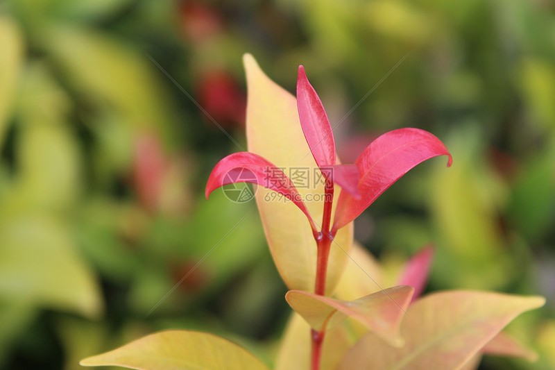 老槐树下的茶馆… 老槐树下的茶馆…
