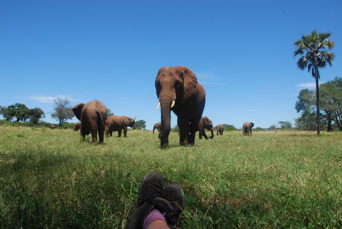 津巴布韦动物遭残割，这事儿背后到底咋回事？