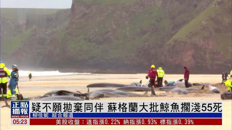 鲸鱼搁浅,昆仑铃声碎片—大自然的悲歌与启示 鲸鱼搁浅,昆仑铃声碎片—大自然的悲歌与启示