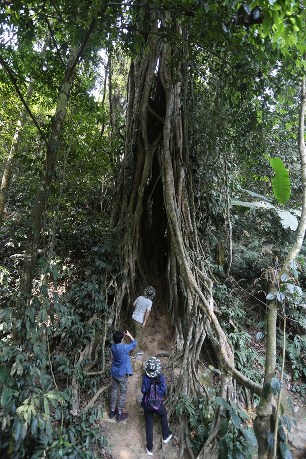 雨林中的守护者：揭秘风暴树人的神奇力量