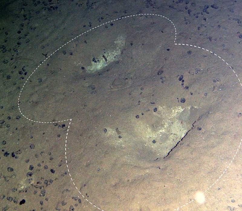 深海生物化石｜时间的印记与生命的延续