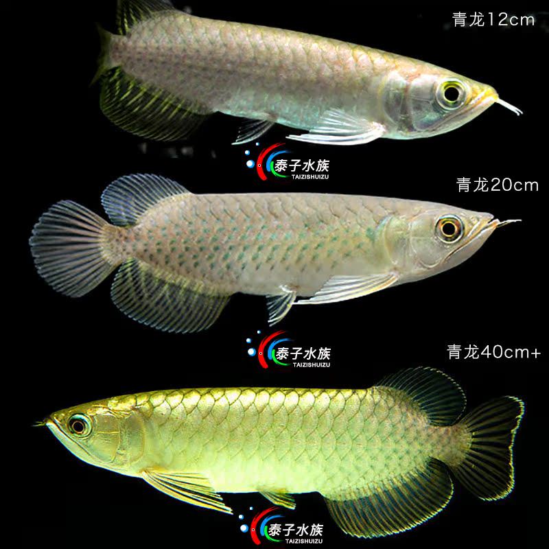 瘟疫大洋洲红龙·自然与传说的奇妙结合