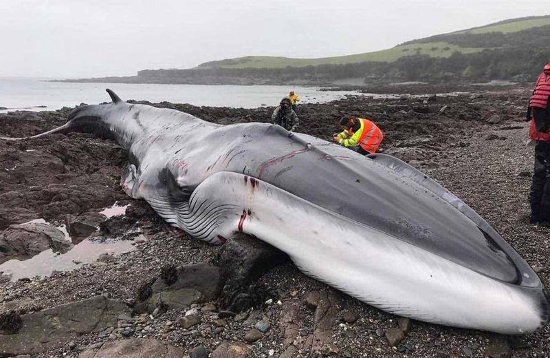 那个黑森林里的黑色羽毛鲸鱼，最后到底去哪了？
