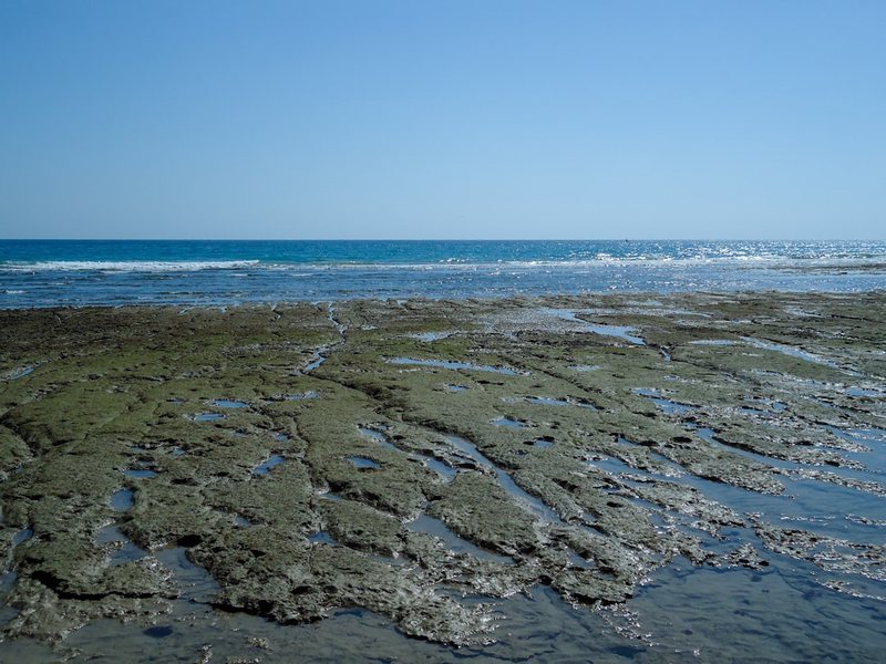 台湾马尾藻海的奇幻之旅丨一场与海洋共舞的生态探秘
