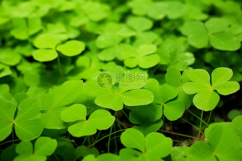 那片荒草坡上的四叶草