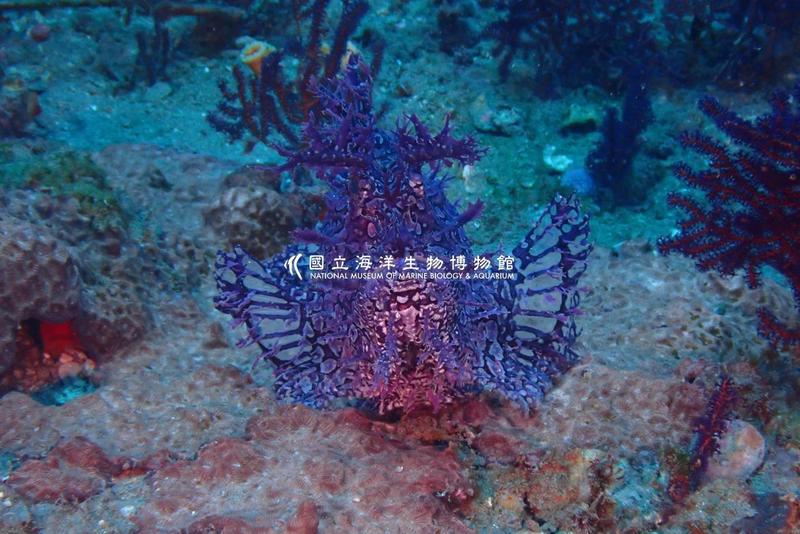 银龙在海底游·你不知道的大洋洲神秘生物守护真相