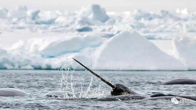 荒芜地中海的神秘访客：当海洋遇见“独角兽”