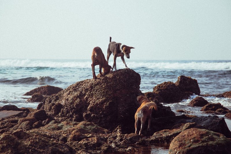非洲三头犬远古？其实它根本不是狗，而是地球早期生命的“三重奏”？