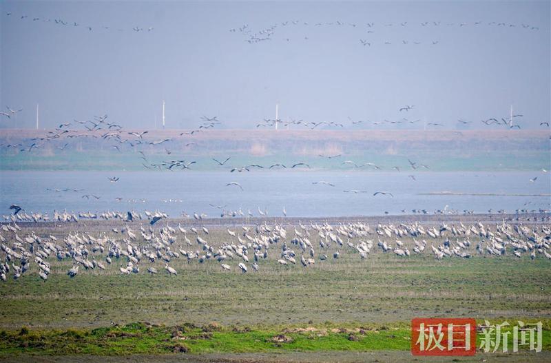 海里出事了—一只海龟的迁徙路线，把科学家整不会了