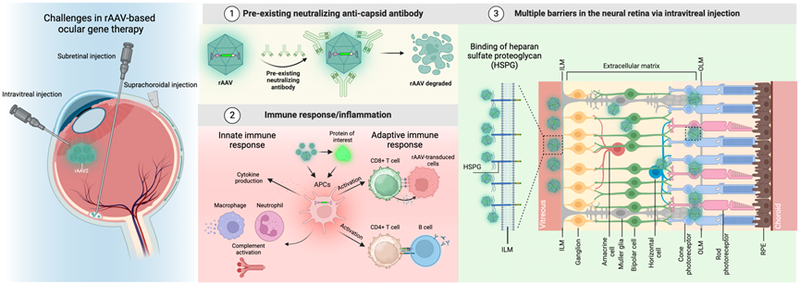 基因编辑的未来:所罗门DNA修改报告引发的思考 基因编辑的未来:所罗门DNA修改报告引发的思考