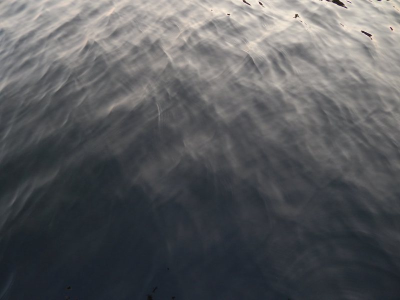 深海里的“幽灵鸟”·揭秘日行深海雷鸟的神奇生存法则