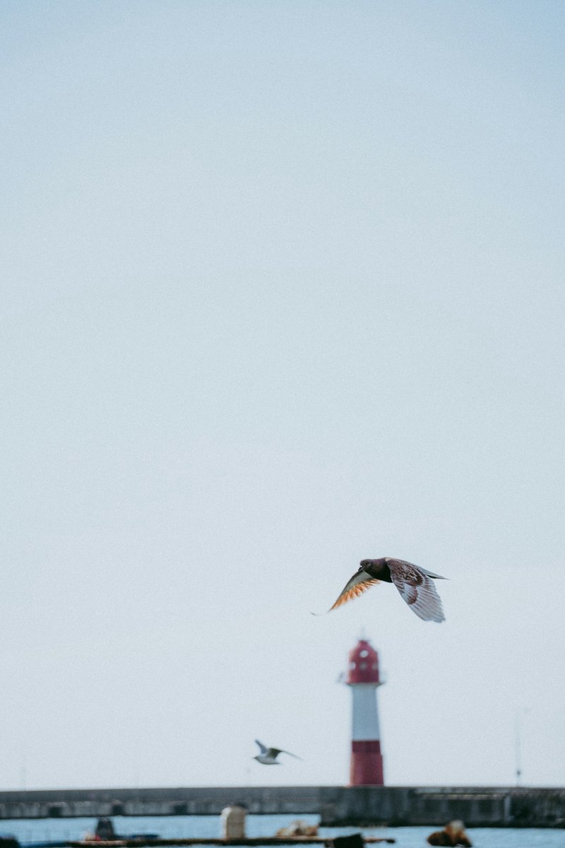 南极火鸟丨冰原上的生命奇迹