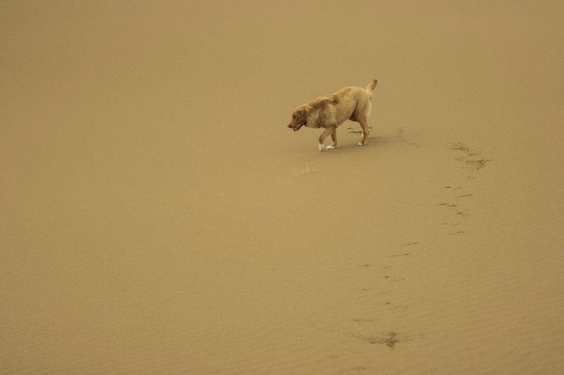 揭秘安第斯迷雾中的神秘生物｜三头犬的真相与传说
