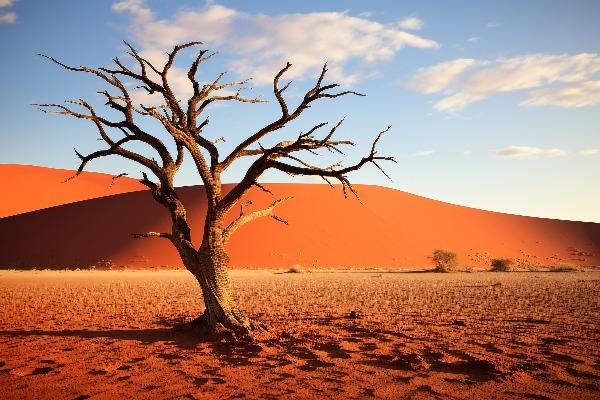 非洲地龙的天空奇迹·蜥蜴也能飞？