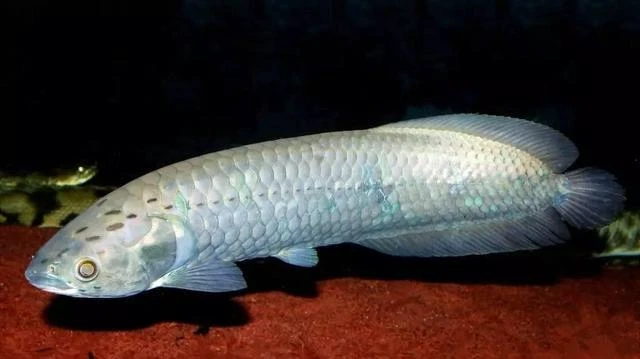 毒雾非洲黑龙丨非洲的神秘蛇