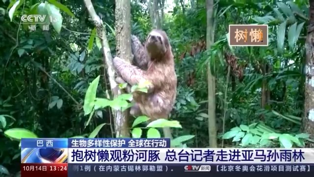 长鸣亚马孙雨林红色粉末丨自然的奇迹与人类的探索