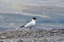 安第斯狮鹫日行｜天空中的“飞行巨兽”真的存在吗？