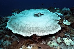 透明立方水下光环｜珊瑚塌陷区最绚丽的自然奇观